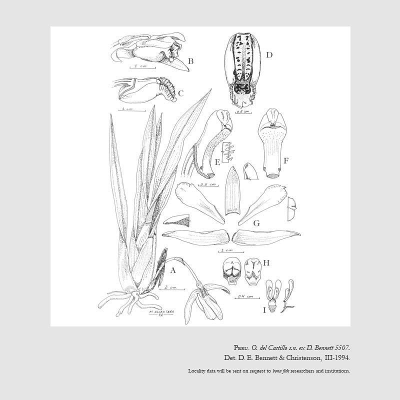 Chondroscaphe plicata